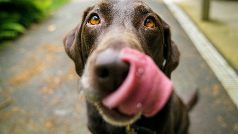 Perfektes Ruhen, Schlafen und Entspannen: Die Kuschelhöhle für Hund