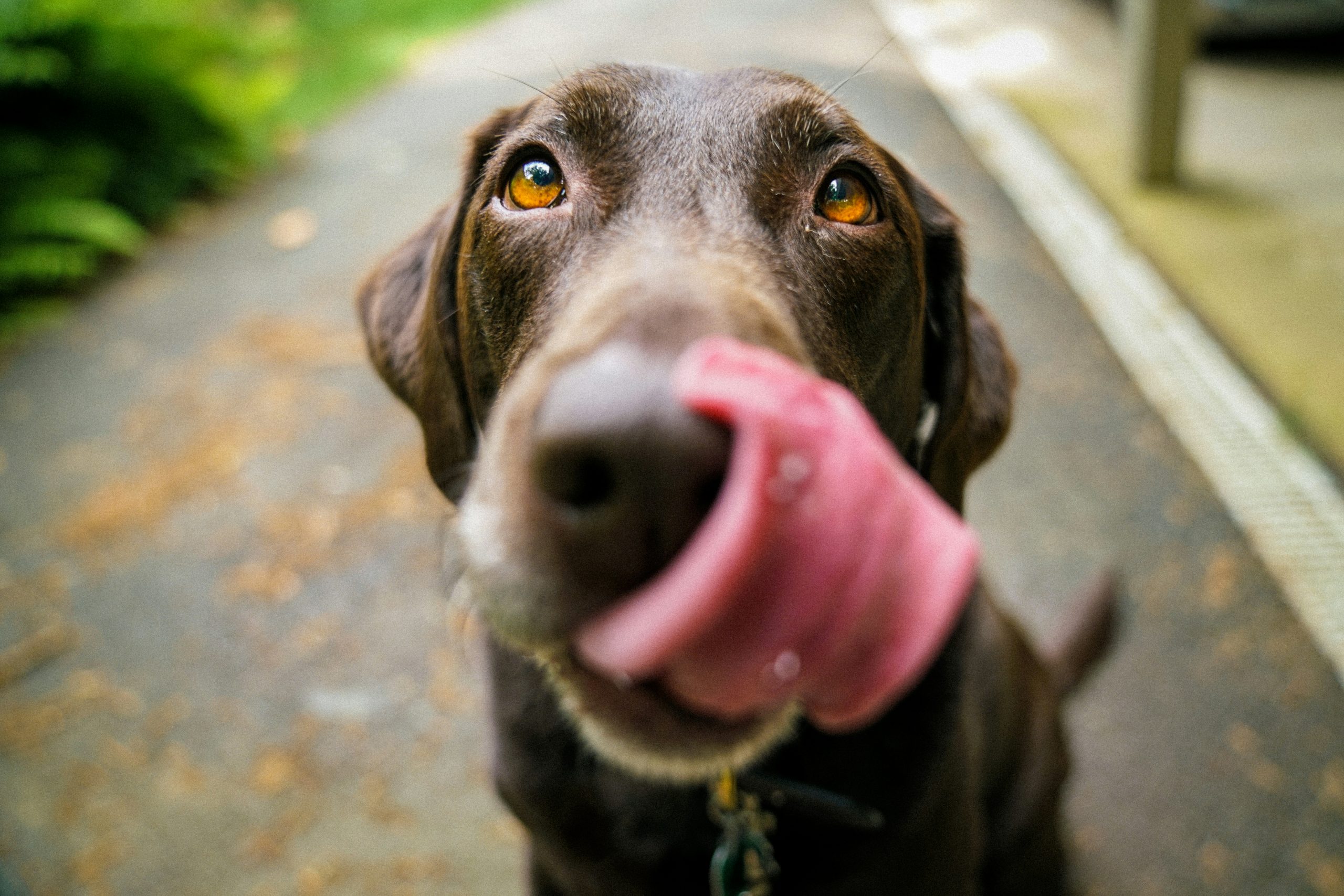 Perfektes Ruhen, Schlafen und Entspannen: Die Kuschelhöhle für Hund